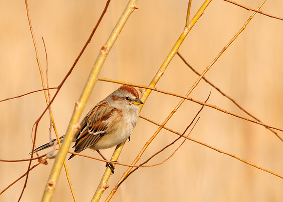 American Tree Sparrow