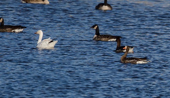 Mixed Geese