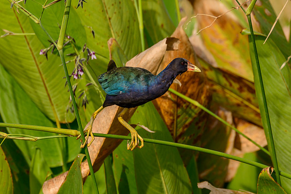 Purple Galanule