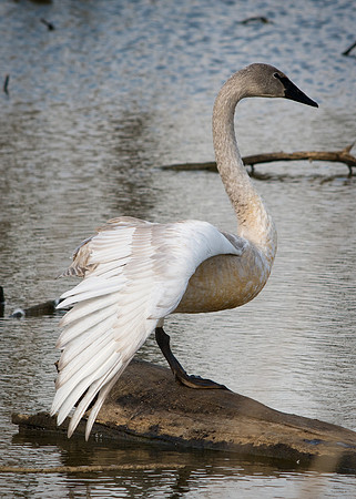 Trumpeter Swan