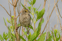 Seaside Sparrow