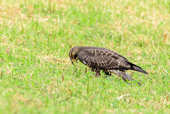 Swainson's Hawk
