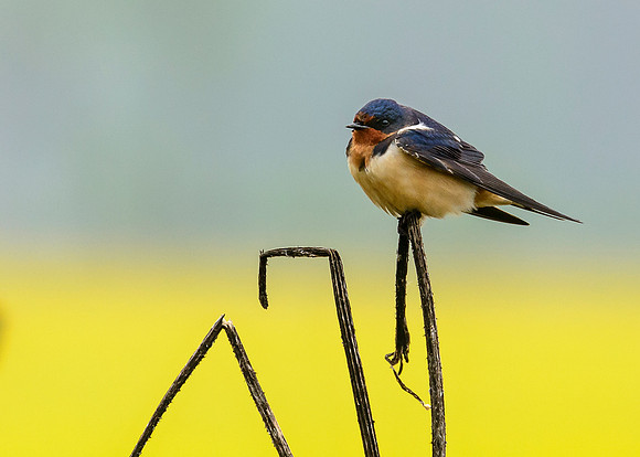 Barn Swallow