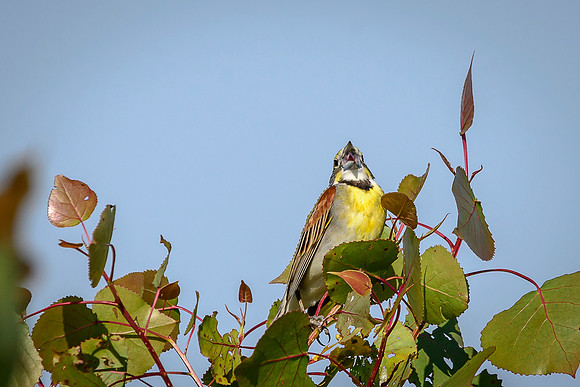Dickcissel