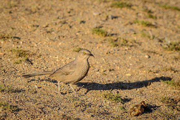 Curve-billed Thrasher