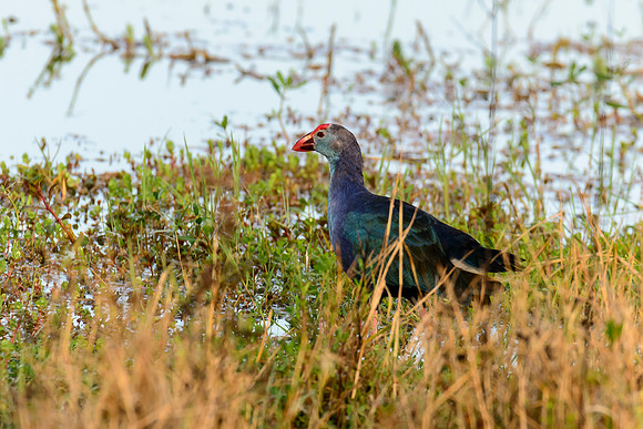 Grey-headed Swamphen