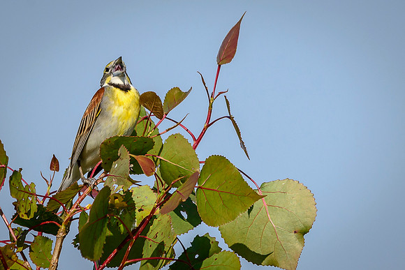Dickcissel