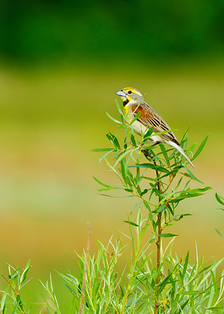 Dickcissel