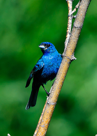 Indigo Bunting