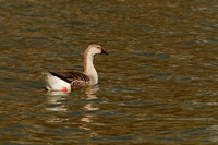 Greylag Goose
