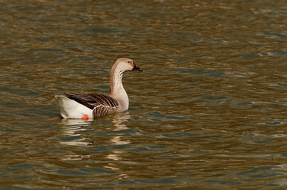 Greylag Goose; Grand Lake St Marys Celina boat dock