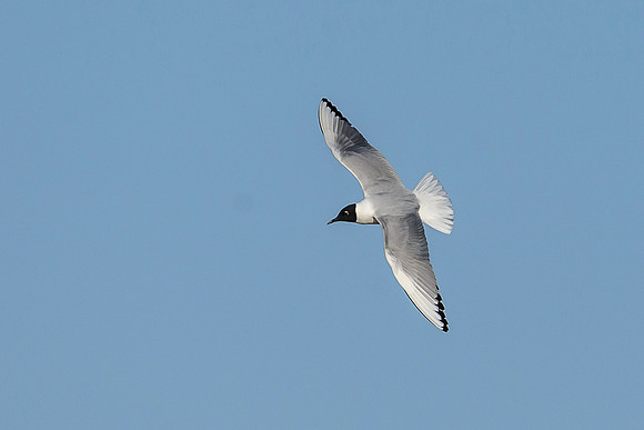 Bonaparte's Gull