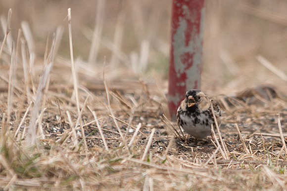 Harris's Sparrow