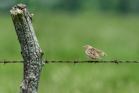 Savannah Sparrow