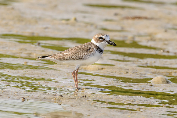 Wilson's Plover