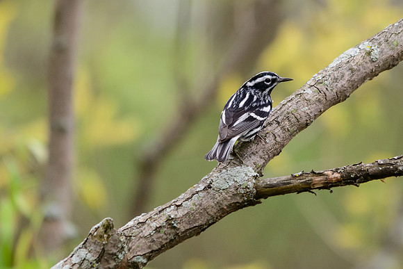 Black and White Warbler; Magee Marsh OH