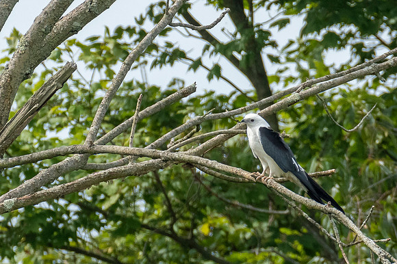 Swallow-tailed Kite