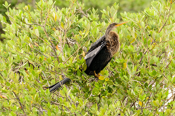 Anhinga