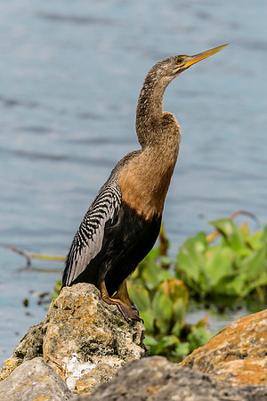 Anhinga