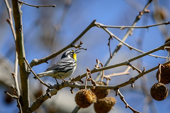 Yellow-throated Warbler