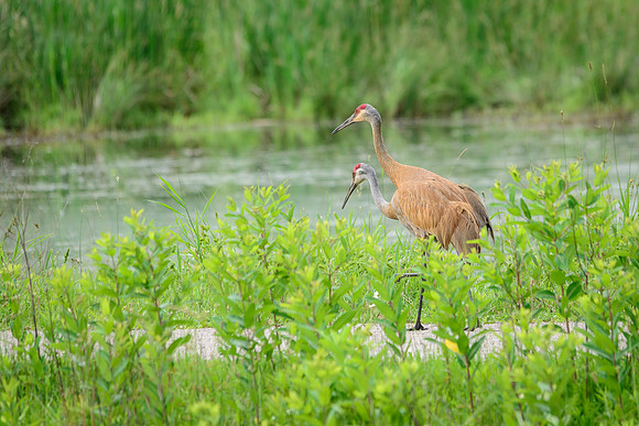 Sandhill Crane Pair