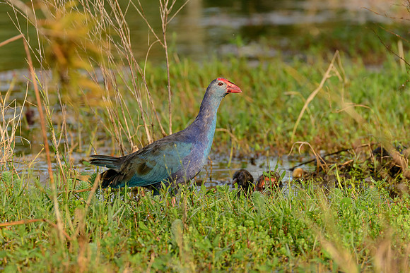 Grey-headed Swamphen