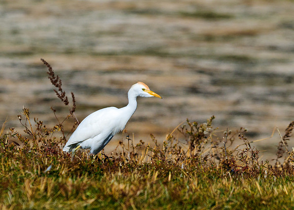 Cattle Egret