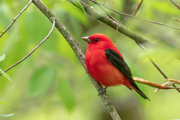Scarlet Tanager