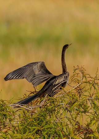 Anhinga