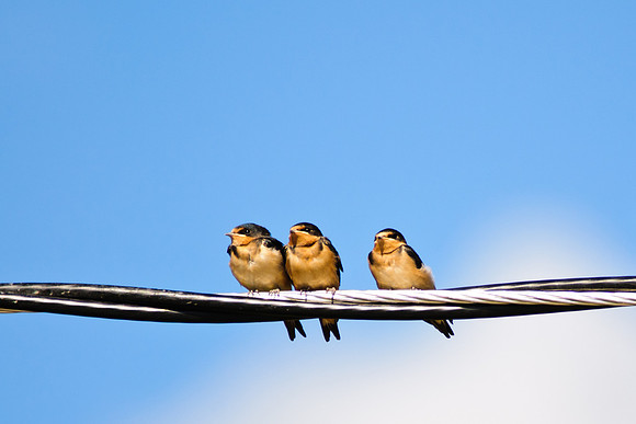 Barn Swallow