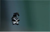 Spined Micrathena