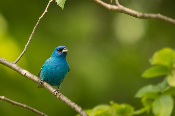 Indigo Bunting