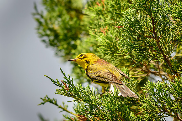 Prairie Warbler