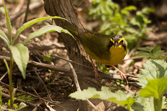 Kentucky Warbler