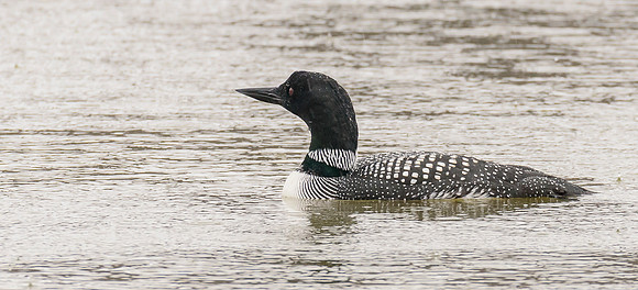 Common Loon