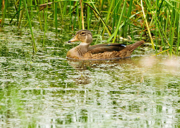 Wood Duck (Non Breeding); Big Island Wildlife Area, Marion Ohio