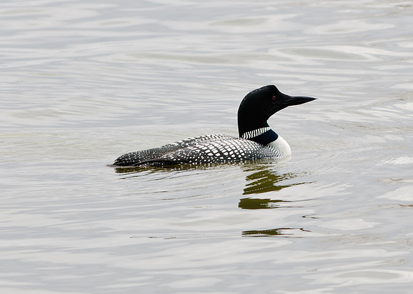 Common Loon; Grand Lake St Marys Celina boat dock