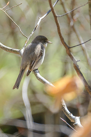 Eastern Pheobe