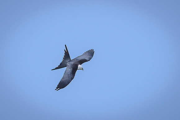 Swallow-tailed Kite