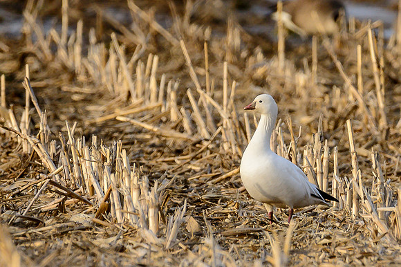 Ross's Goose