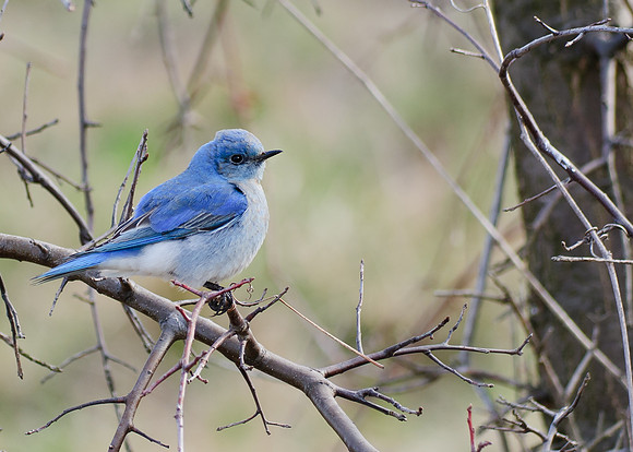 Mountain Bluebird