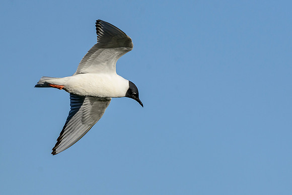 Bonaparte's Gull