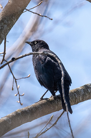 Rusty Blackbird