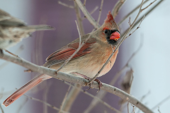 Northern Cardinal; Female