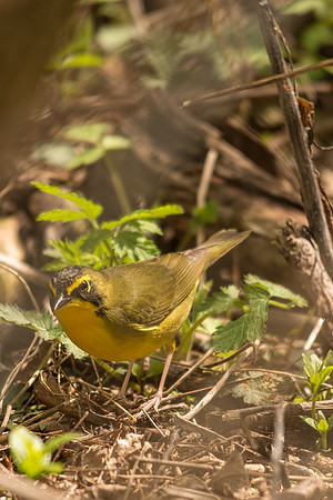 Kentucky Warbler