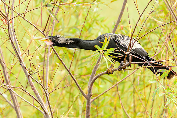 Anhinga
