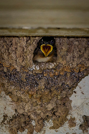 Baby Cliff Swallows