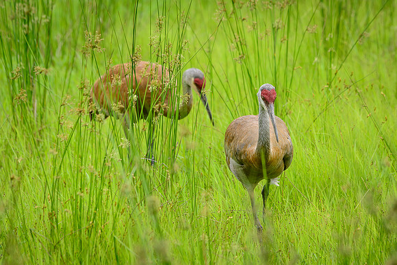 Sandhill Crane Pair