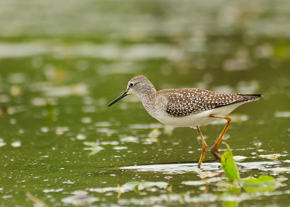 Solitary Sandpiper
