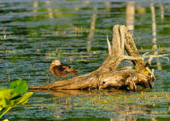 Wood Duck